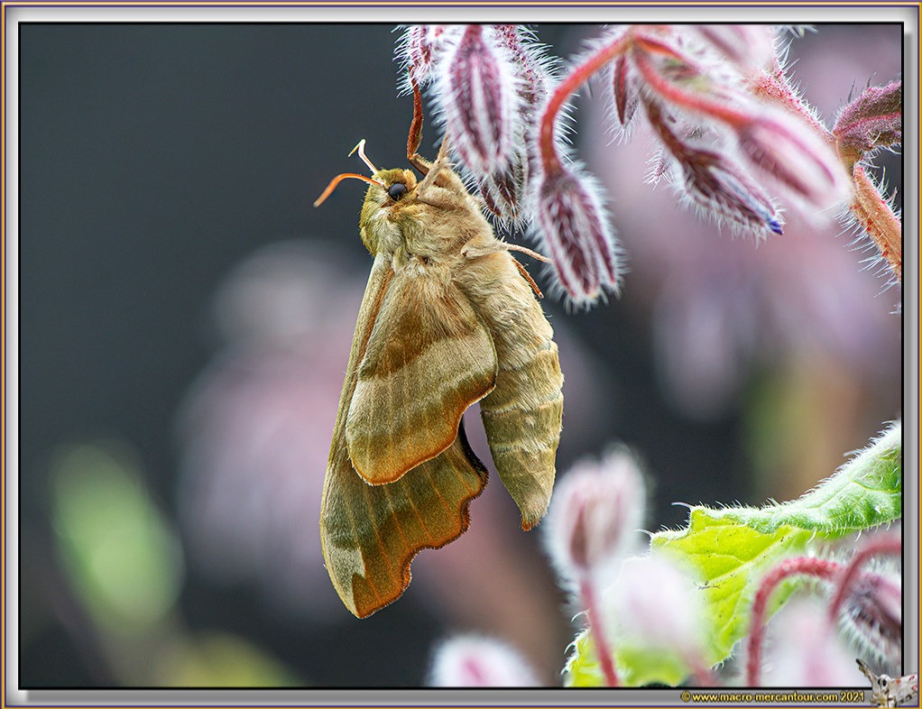 Sphinx du Tilleul 